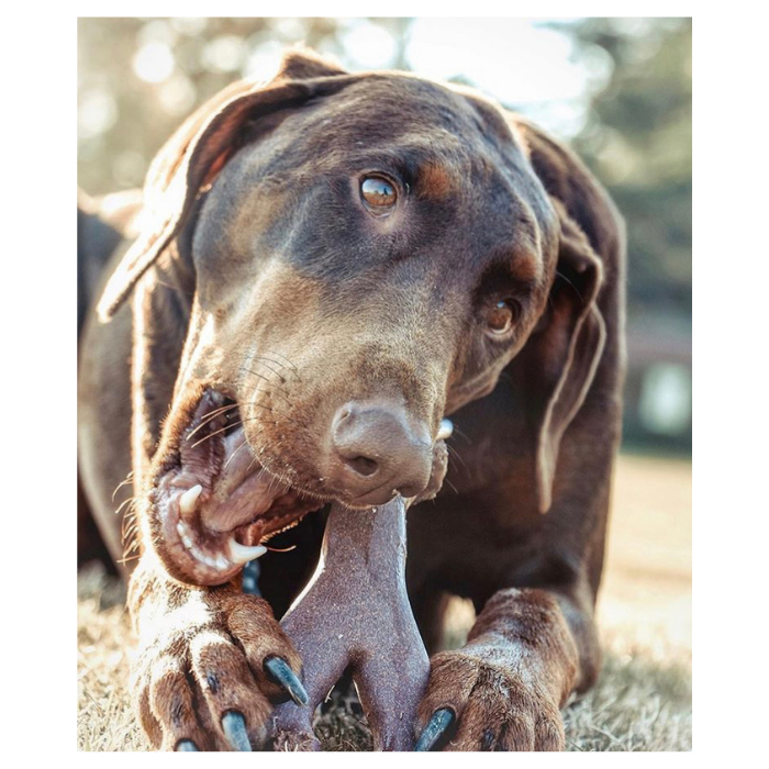 Bam-bones juguete dental para perros